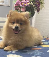 Rusty, a male Pomeranian for sale in Southaven, MS – Photo 2 of 10