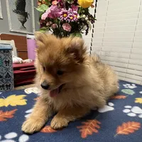 Rusty, a male Pomeranian for sale in Southaven, MS – Photo 6 of 9