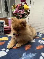 Rusty, a male Pomeranian for sale in Southaven, MS – Photo 7 of 10