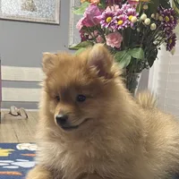 Rusty, a male Pomeranian for sale in Southaven, MS – Photo 4 of 9