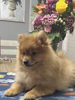 Rusty, a male Pomeranian for sale in Southaven, MS – Photo 3 of 10