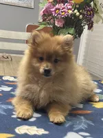 Rusty, a male Pomeranian for sale in Southaven, MS – Photo 5 of 10