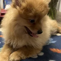 Rusty, a male Pomeranian for sale in Southaven, MS – Photo 1 of 9