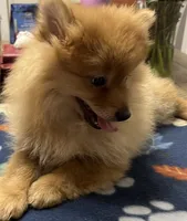 Rusty, a male Pomeranian for sale in Southaven, MS – Photo 1 of 10