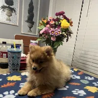 Rusty, a male Pomeranian for sale in Southaven, MS – Photo 9 of 9