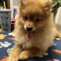 Rusty, a male Pomeranian for sale in Southaven, MS – Photo 7 of 9