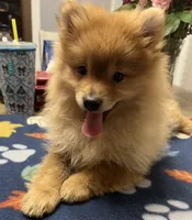 Rusty, a male Pomeranian for sale in Southaven, MS – Photo 8 of 10