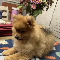 Rusty, a male Pomeranian for sale in Southaven, MS – Photo 8 of 9