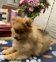 Rusty, a male Pomeranian for sale in Southaven, MS – Photo 9 of 10