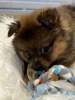 Tad, a male Pomeranian for sale in Southaven, MS – 4 of 7