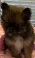 Tab, a female Pomeranian for sale in Southaven, MS – 4 of 9
