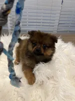 Tad, a male Pomeranian for sale in Southaven, MS – 7 of 7