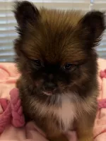 Tab, a female Pomeranian for sale in Southaven, MS – 2 of 9