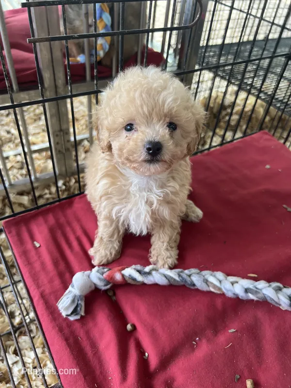 Mazi – Maltipoo puppy for sale in Southaven, MS