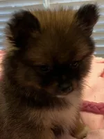 Tab, a female Pomeranian for sale in Southaven, MS – 3 of 9