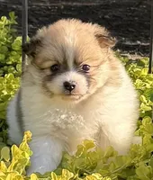 Chloe, a female Pomeranian for sale in Southaven, MS – 3 of 7