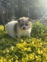 Chloe, a female Pomeranian for sale in Southaven, MS – 4 of 7