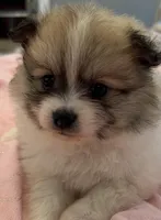 Chloe, a female Pomeranian for sale in Southaven, MS – 1 of 7