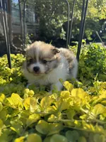 Chloe, a female Pomeranian for sale in Southaven, MS – 6 of 7