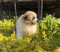Chloe, a female Pomeranian for sale in Southaven, MS – 7 of 7