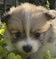 Chloe, a female Pomeranian for sale in Southaven, MS – 2 of 7