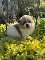 Chloe, a female Pomeranian for sale in Southaven, MS – 5 of 7