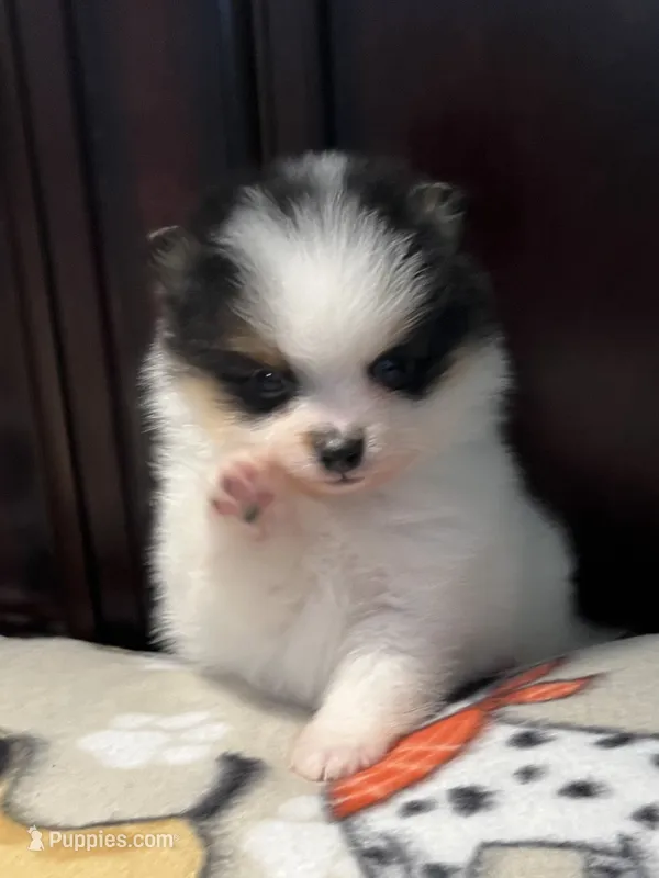  Bobo – Pomeranian puppy for sale in Southaven, MS