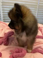 Tab, a female Pomeranian for sale in Southaven, MS – 7 of 9