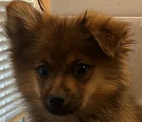 Tadpole, a male Pomeranian for sale in Southaven, MS – 2 of 5