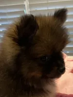 Tab, a female Pomeranian for sale in Southaven, MS – 6 of 9