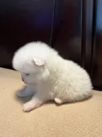 Cupcake, a female Pomchi for sale in Southaven, MS – Photo 9 of 9