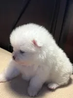 Cupcake, a female Pomchi for sale in Southaven, MS – Photo 2 of 9