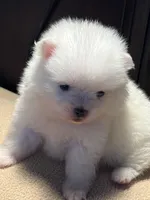 Cupcake, a female Pomchi for sale in Southaven, MS – Photo 4 of 9