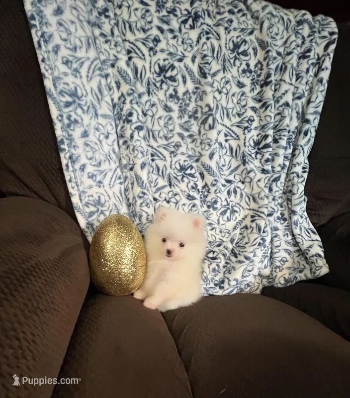 Cupcake – Pomchi puppy for sale in Southaven, MS