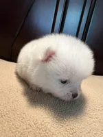 Cupcake, a female Pomchi for sale in Southaven, MS – Photo 3 of 9