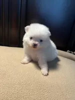 Cupcake, a female Pomchi for sale in Southaven, MS – Photo 8 of 9