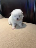 Cupcake, a female Pomchi for sale in Southaven, MS – Photo 6 of 9