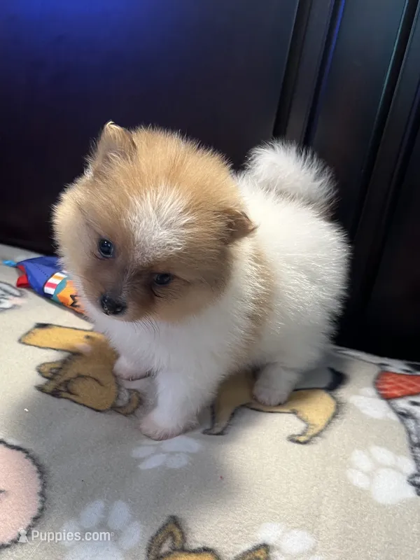 Max  – Pomeranian puppy for sale in Southaven, MS