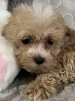 Mattie, a female Maltipoo for sale in Southaven, MS – 3 of 9