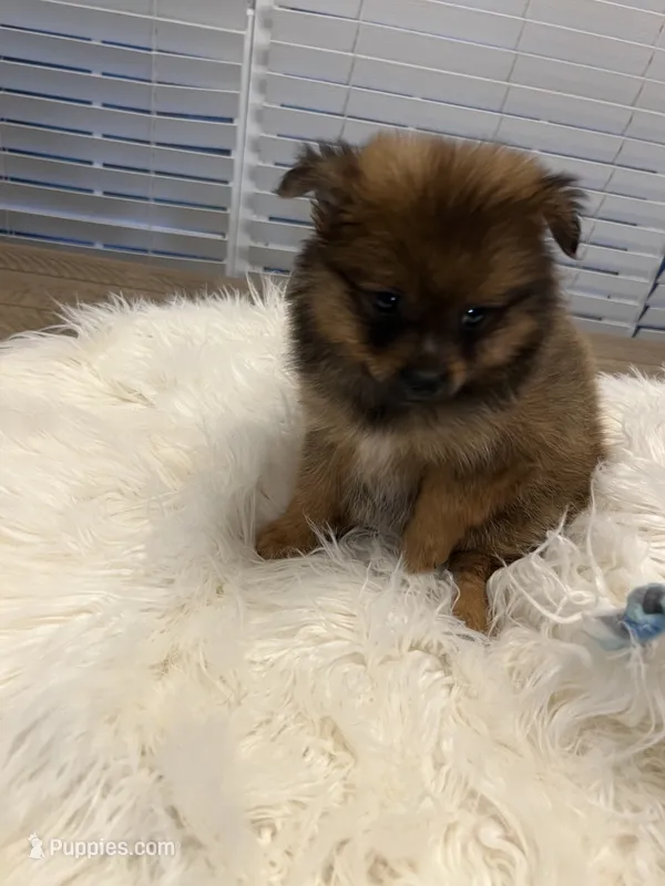 Tad – Pomeranian puppy for sale in Southaven, MS