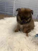 Tad, a male Pomeranian for sale in Southaven, MS – 1 of 7