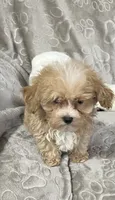 Mattie, a female Maltipoo for sale in Southaven, MS – 7 of 9