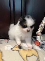  Bobo, a male Pomeranian for sale in Southaven, MS – 7 of 7