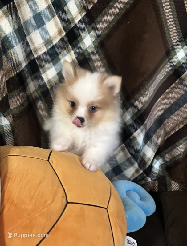 Max  – Pomeranian puppy for sale in Southaven, MS