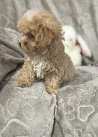 Mattie, a female Maltipoo for sale in Southaven, MS – 5 of 9