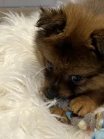 Tad, a male Pomeranian for sale in Southaven, MS – 5 of 7