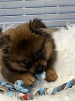 Tad, a male Pomeranian for sale in Southaven, MS – 2 of 7