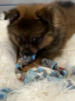 Tad, a male Pomeranian for sale in Southaven, MS – 3 of 7