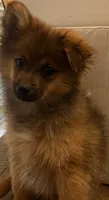 Tadpole, a male Pomeranian for sale in Southaven, MS – 5 of 5