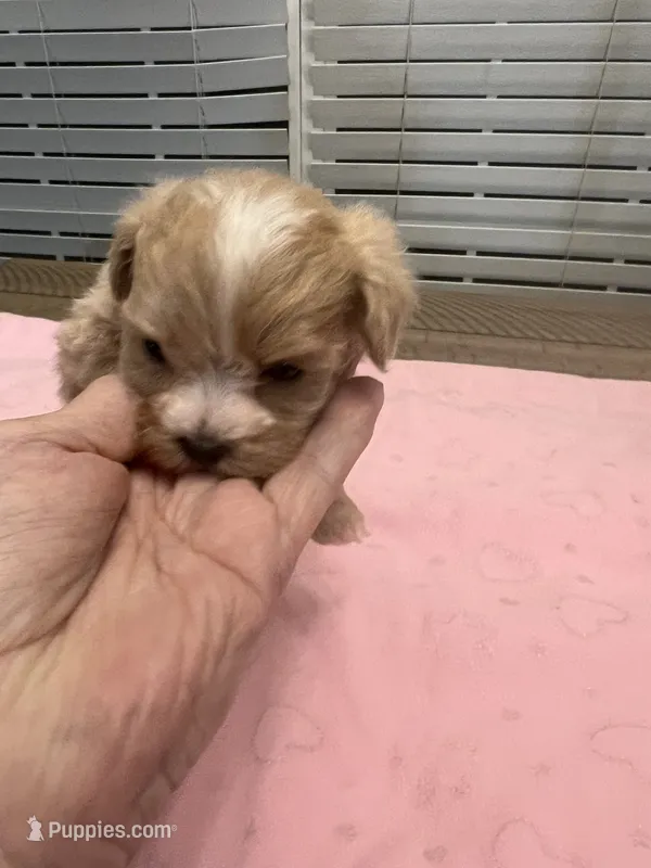 Mattie – Maltipoo puppy for sale in Southaven, MS